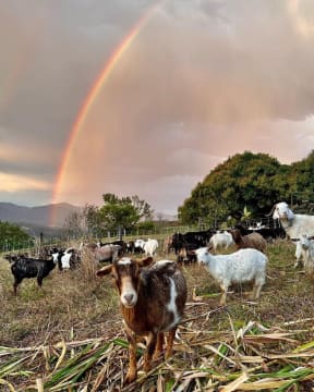 Profitable Eco Vegetation Management Business, Northern NSW