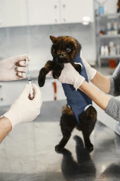 Agnes Coast Vet Clinic | Coastal Lifestyle + Profit