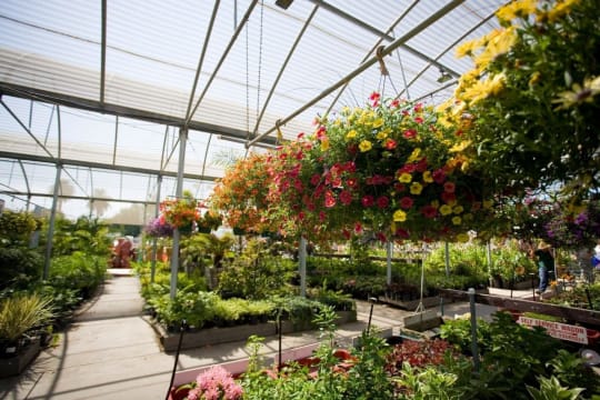 Wholesale & Retail Nursery | Established Perennials Nursery Opportunity | VIC