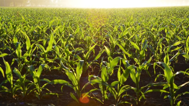 Longstanding & Scalable Fish & Vegetable Production Wholesaler and Restaurant
