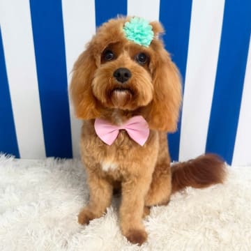 Luxury Dog Grooming Salon and Dog Daycare Centre – Camden, NSW