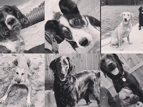 Pet Boarding Kennels business for sale with a Lifestyle Property SP1518