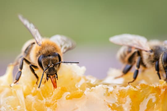 Australian Honey Brand | Major Retail Distribution | Profitable & Growing
