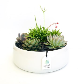 Succulent Surprise - Established Online Plant Store and Gifting Brand - National Opportunity