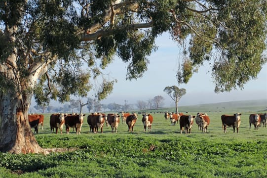 GRASS ROOTS BEEF - PADDOCK TO PLATE BEEF BUSINESS WITH ON-LINE WEBSITE