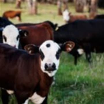 Australia's Progressive & Innovative Meat Exporters - 5875