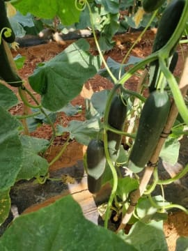 Horticulture Business & 58 Acre Asset | $1.5M+ Capability | Walk-In Walk-Out