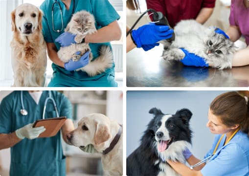 Exceptional  Veterinary Business for Sale  South East Of Victoria