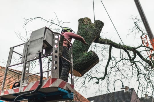 Highly Profitable Tree Servicing & Arborist Business - QLD