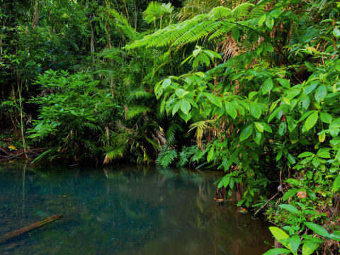 A BOTANICAL ARK IS THE MISTY MOUNTAIN HOMESTEAD - 2749MF2