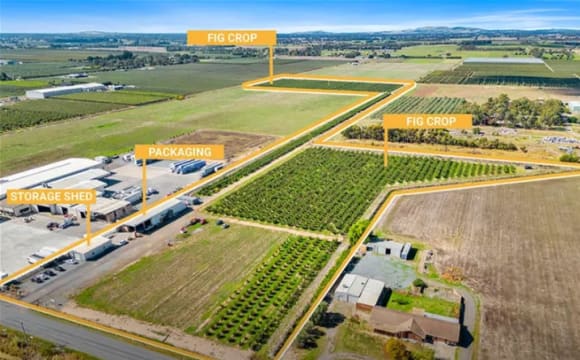 Premium Commercial Fig Orchard | Freehold Land | Established Agribusiness