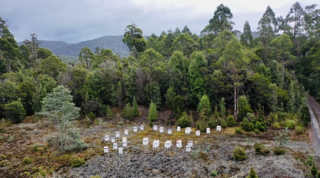 Asset-Based Small Scale Commercial Beekeeping Opportunity for Sale