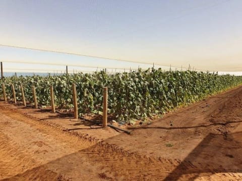 Horticulture Business & 58 Acre Asset | $1.5M+ Capability | Walk-In Walk-Out