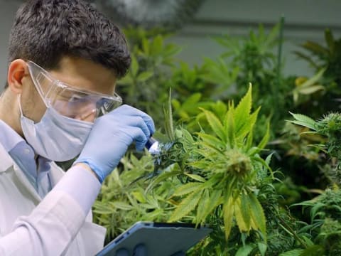 End to End Solution for the Medicinal Cannabis Industry