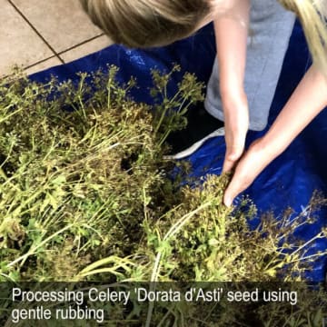 HERITAGE SEED BANK and OPEN GARDEN
