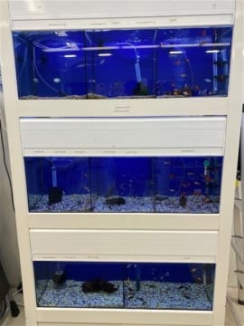 Northam's Only Pet Store For Sale