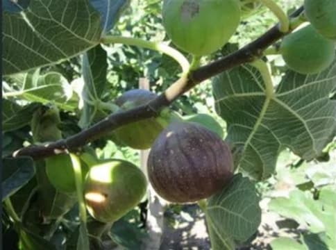 Premium Commercial Fig Orchard | Freehold Land | Established Agribusiness
