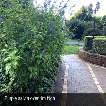 HERITAGE SEED BANK and OPEN GARDEN