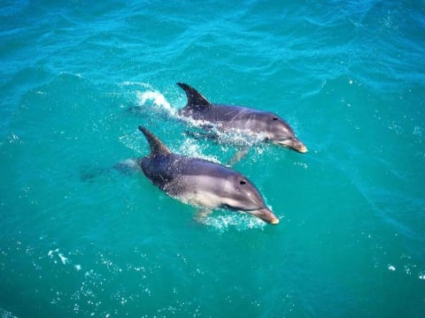 Boat Cruise business  A Coastal lifestyle.