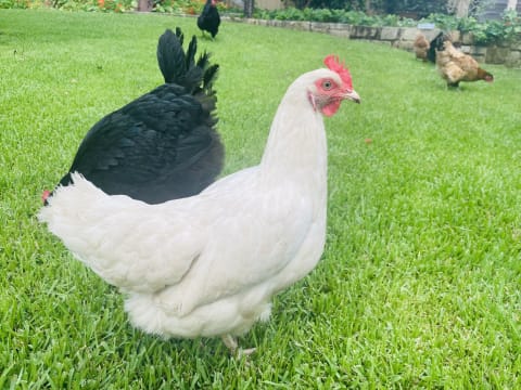 Vvz46dyr9tq6lb2cczjq