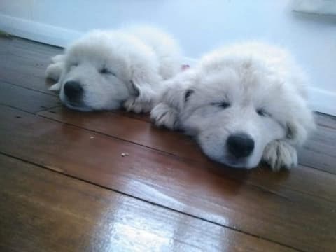 W223xodzy3frz49hzz5h