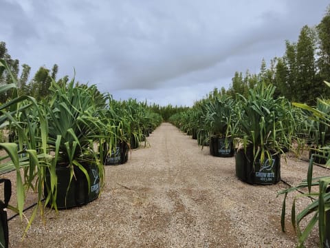 Leased  Nursery and spa supplies. Wholesale and Retail with 18.5 Acres and 3 bedroom home and pool