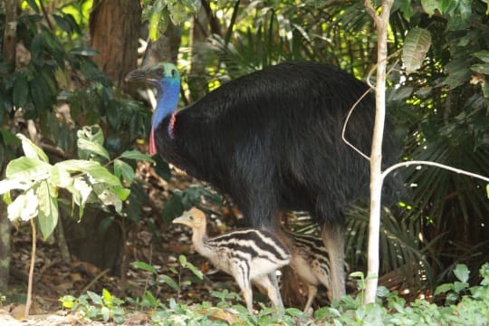 The closest Wet Tropics World Heritage river-based experience to Cairns