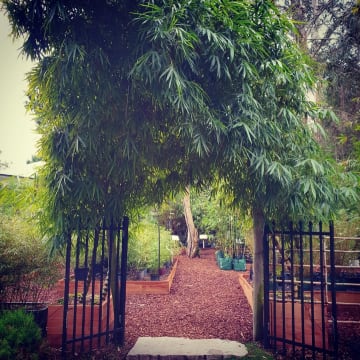 Mr Bamboo