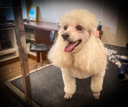DOG GROOMING BUSINESS