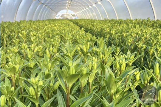 Wnhv4cqaepcmbpyk8q7e