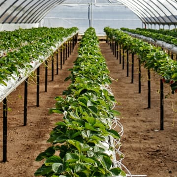Coming Soon-Tasmania's Long-Established Hydroponics Business