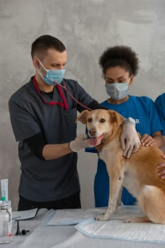 Agnes Coast Vet Clinic | Coastal Lifestyle + Profit