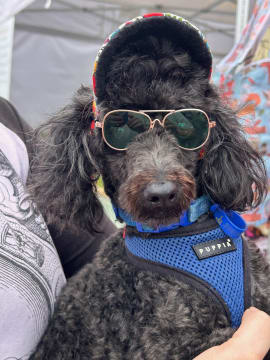 Turnkey Market Stall Business for Sale with 2022 LDV Deliver 9 Van