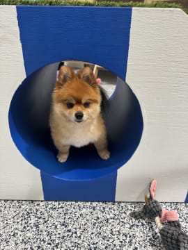 Luxury Dog Grooming Salon and Dog Daycare Centre – Camden, NSW