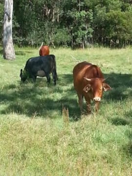 Xjjuph8z8ua4yagoprbn