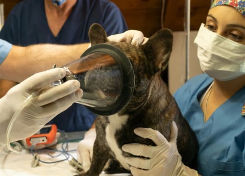 Agnes Coast Vet Clinic | Coastal Lifestyle + Profit