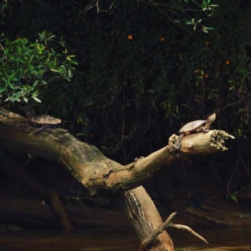 The closest Wet Tropics World Heritage river-based experience to Cairns