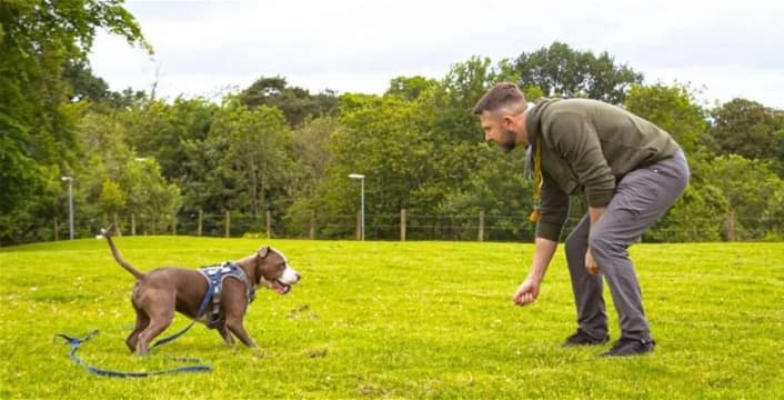 Bark Busters Dog Training Franchise