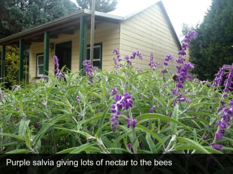 HERITAGE SEED BANK and OPEN GARDEN