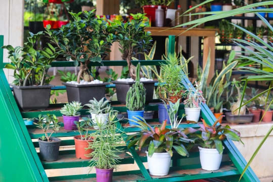 Fitzroy Nursery  Iconic CBD Nursery