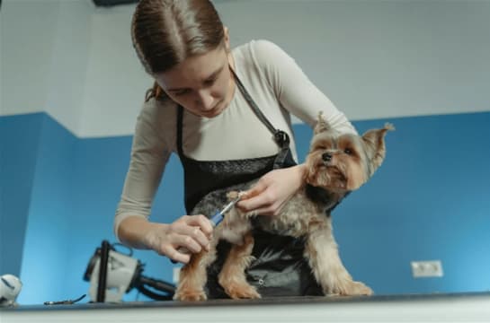 MUST SELL Mobile Dog Wash & Grooming Brisbane Northside
