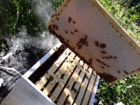 Sustainable Hazelnut & Agritourism Business Opportunity