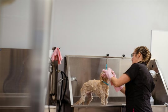 Long-Established Dog Grooming Biz near Balwyn for Sale