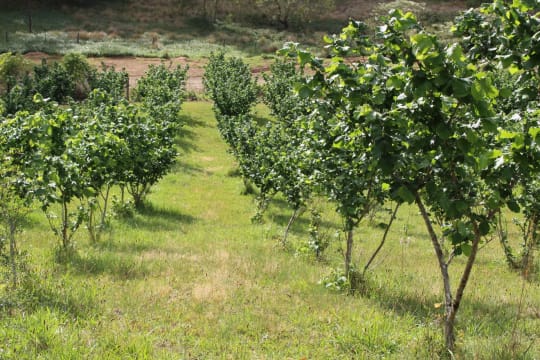 Sustainable Hazelnut & Agritourism Business Opportunity