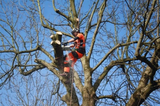 Established Arboricultural Business For Sale