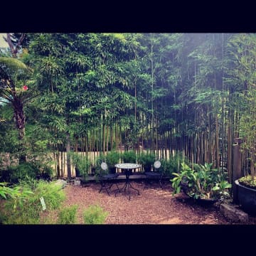 Mr Bamboo