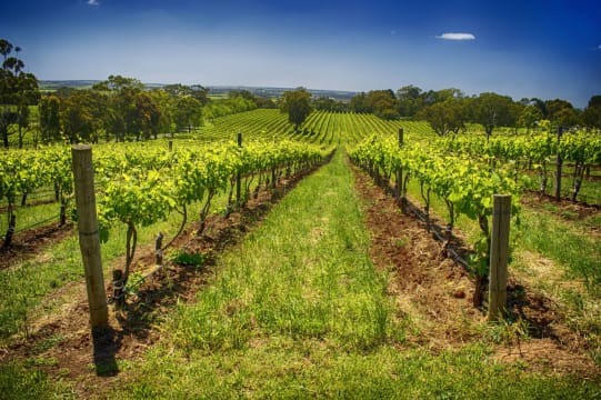 Established SA Wine Tour Operator: 25+ Years, Branded Fleet & Growth Potential
