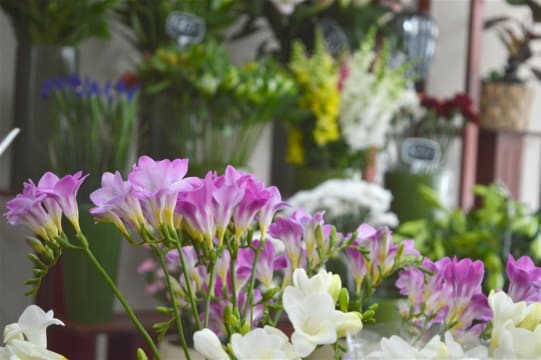Established Florist Business For Sale, Malvern East