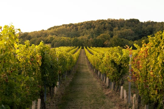Established Winery & Vineyard Business on 20 Acres in Emerald VIC – Freehold Included [2604222]