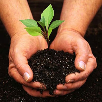Gardening Maintenance - Well Established - 36343